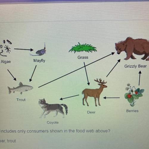 which of the following lists includes only consumers shown in the food web above?