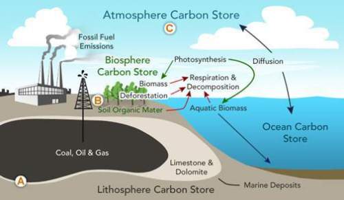 Water cycle question with picture need  what is the next phase of the carbon cycle for the car