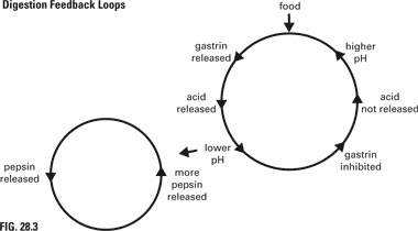 Digestion of food is a complex process that includes many feedback loops. in the simplified diagram