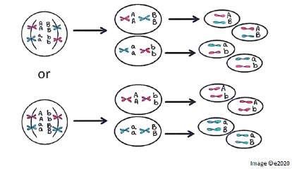 Which method of genetic recombination is illustrated in the diagram?  a independent assortment