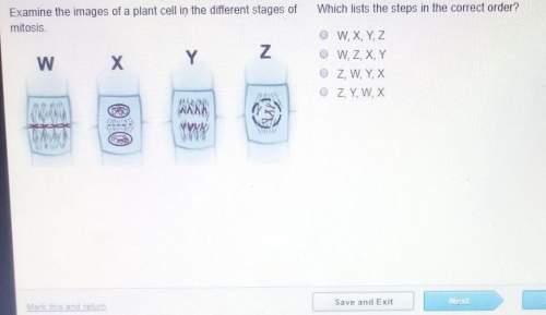 Examine the images of a plant cell in different stages of mitosis which list the steps in the correc