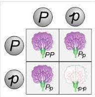 In this punnett square, what is the probability of the offspring being a heterozygous purple flower&lt;
