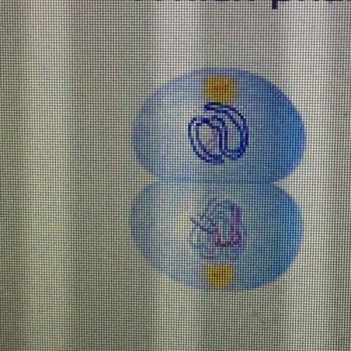 *will mark * which phase of cell division is shown?  a. prophase i of meios