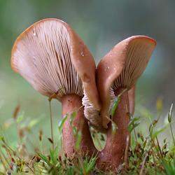 Identify the fungus type pictured below. the image shows a mushroom used often in cooking, will gill