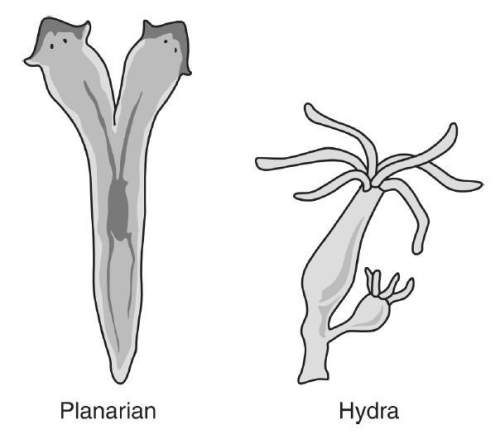 The diagram above shows a planarian reproducing by splitting in two and a hydra reproducing by buddi