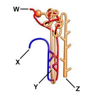 the diagram shows a nephron. where is the blood first filtered?