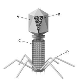 Which part of the bacteriophage in the figure above contains genetic material?  a. a