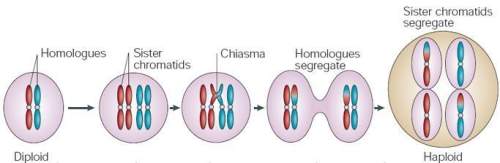The above picture represents  select one:  a. interphase b. mitosis c. dna r