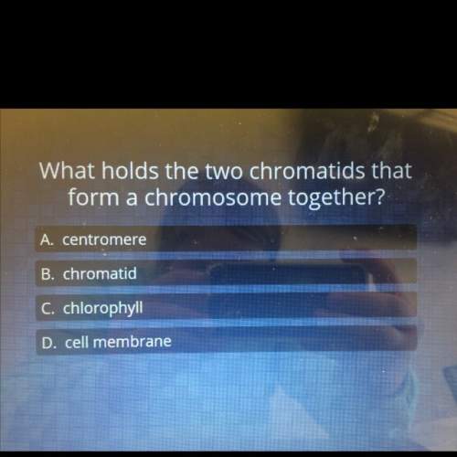 What holds the 2 chromatids that form a chromosome together ?
