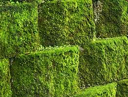 Consider the nonflowering plant growing along the wall that is pictured below.  what type of p