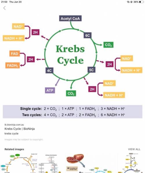 What is produced during the krebs cycle?  co2, atp, nadh, and fadh2 pyruvate, co2, and atp atp, fadh