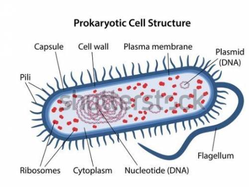 Which of these is not a characteristic that prokaryotes and eukaryotes have in common? a. ribosomesb