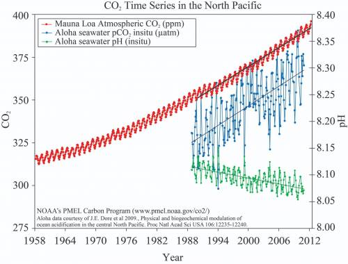 As levels of carbon dioxide increase in the atmosphere, we could expect oceanic carbon dioxide level