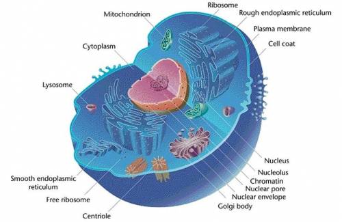 Are mitochondria found in most animal cells?  explain