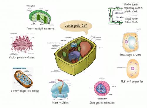 Which of the following is true about cells?  a.  cells have specialized components that perform diff