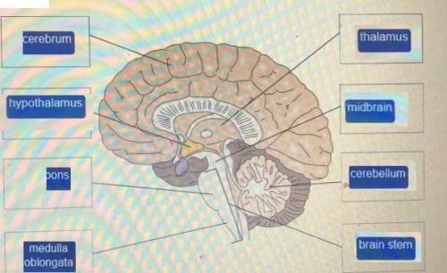 Drag each label to the correct location on the diagram. label the parts of the brain
