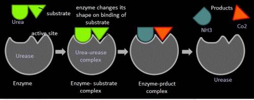 Label the enzyme, substrate, enzyme–substrate complex, enzyme–product complex, and product in the en