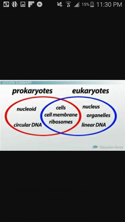 What prokaryotes and eukaryotes have in common list?