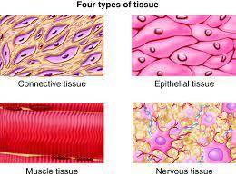 Some human body cells are shown in diagrams in the picture. these groups of cells represent