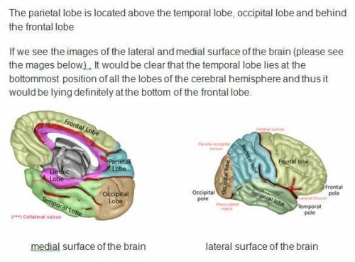 The parietal lobe is the portion of the cerebral cortex located below the temporal lobe.  select the