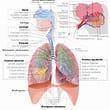 Como funciona el sistema respiratorio