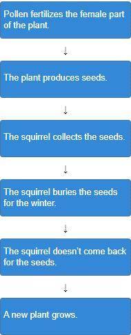 Asquirrel  carry out a plant’s reproduction. arrange the steps in the correct order, starting with s