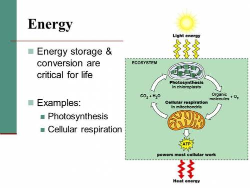 Which of the following diagrams represents the correct cycling of gases?