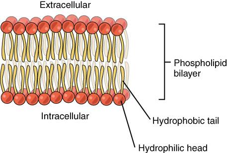 When phospholipids are mixed with water their  interact with water and their  are repelled, forming
