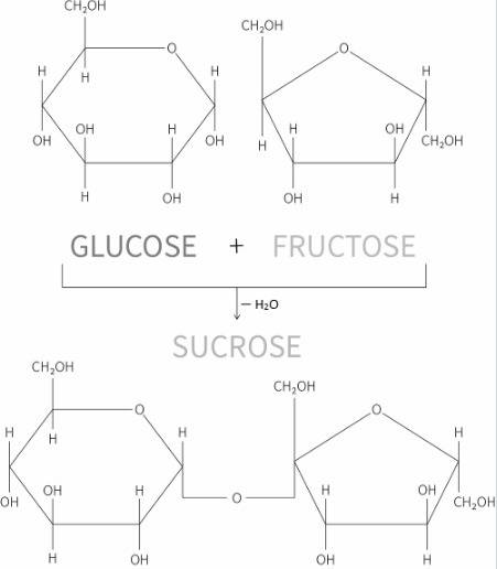 If sucrose (c12h22o11) is composed of glucose (c6h12o6) and fructose (c6h12o6) shouldn't the molecul