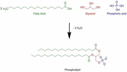 If two fatty acids, glycerol, and a phosphate group undergo a dehydration reaction, what molecule fo