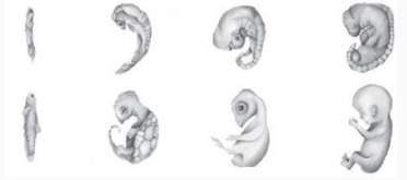 Did diagram shows embryo development of four different animals. how is this evidence used to suggest