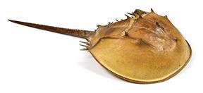 Why is the horseshoe crab an example of a living fossil?  a. there are fossils of extin