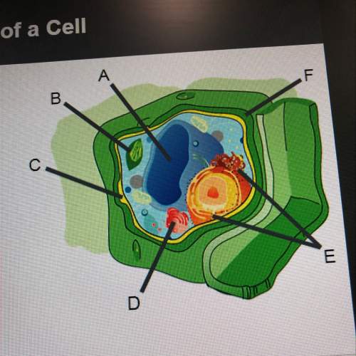 Identify the organelles in the cell to the rigth