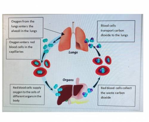 Place the labels to describe the role of the lungs and blood in transporting oxygen and carbon dioxi