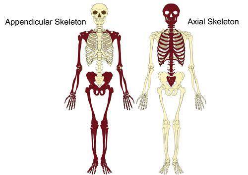 What is the difference between the axial and appendicular skeleton?