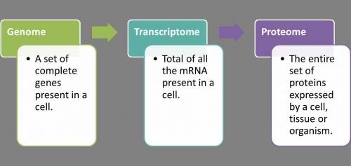 Explain how the transcriptome  us better understand difference between cells from different types of