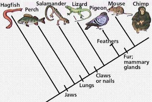Construct and interpret a cladogram.