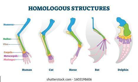Which statements describe homologous structures?  check all that apply. an example of a homologous s