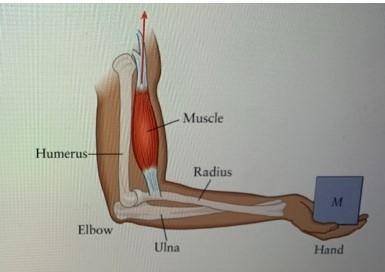 The bones of the forearm (radius and ulna) are hinged to the humerus at the elbow. the biceps muscle