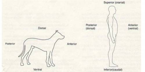 Compare the body axis of a four legged animal to the axis of a human