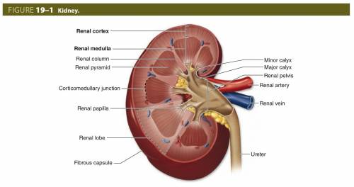In which sections or section of the kidney is the urine formed?  what section of the kidney collects
