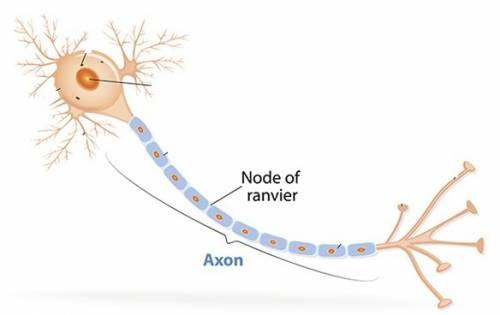 Gaps in the insulating material that surrounds axons are known as