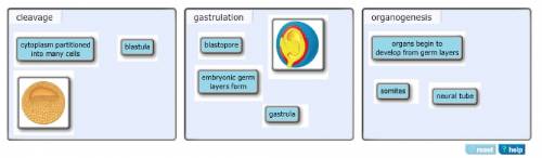Part a - differentiating between cleavage, gastrulation, and organogenesis determine which terms, ph