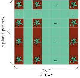 How many plants x should she plant in each row so that her 25 plants end up in a square (i.e., x pla