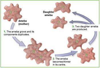 Write the types of asexual reproduction in amoeba and tapeworm