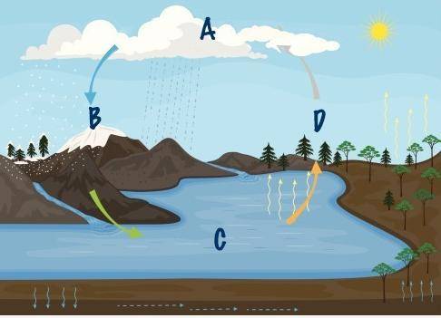 Which part of the water cycle would follow step d in the diagram shown?  transpiration condensation