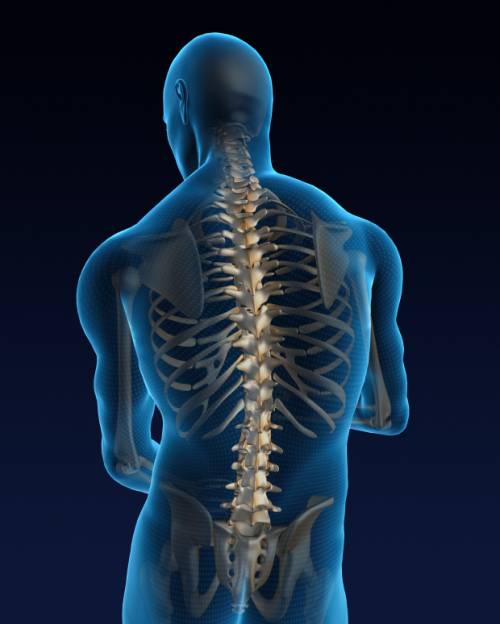 What is spinal cord and how it is protected in the human body