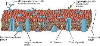 Which of the following is true of a cell membranes?  a. cell membranes allow all substances to pass