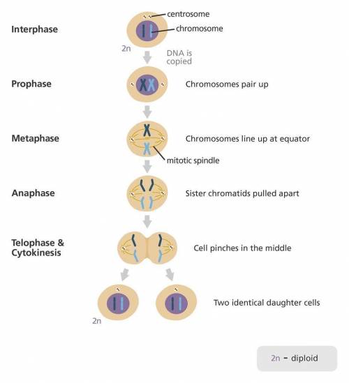 Acell with 10 chromosomes undergoes mitosis. how many daughter cells are created?   each daughter ce