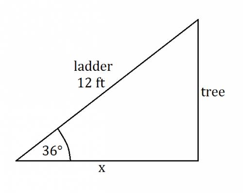 A12-foot high ladder reaches a tree limb when it leans at a 36 degree angle with the ground. approxi